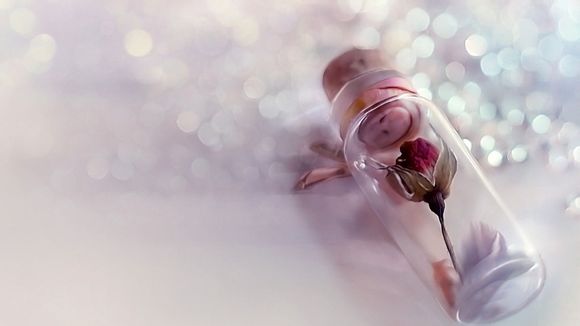 君山银针最贵多少钱一斤