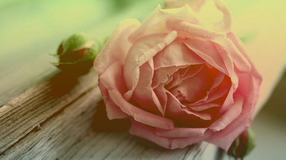 莫日格勒河最佳观景点